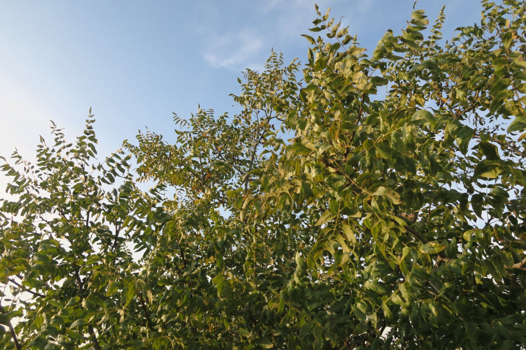 Black Walnut Trees Elysian Park Jesus Sanchez 11-3-2019 5-17-26 PM.JPG